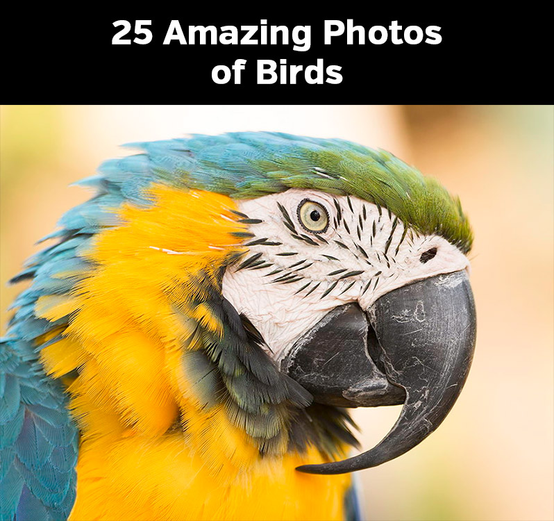 25 Amazing Photos of Birds