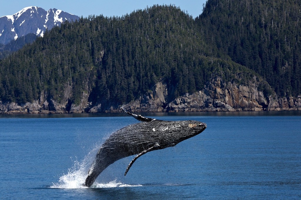 humpback-whale-1984341_1280