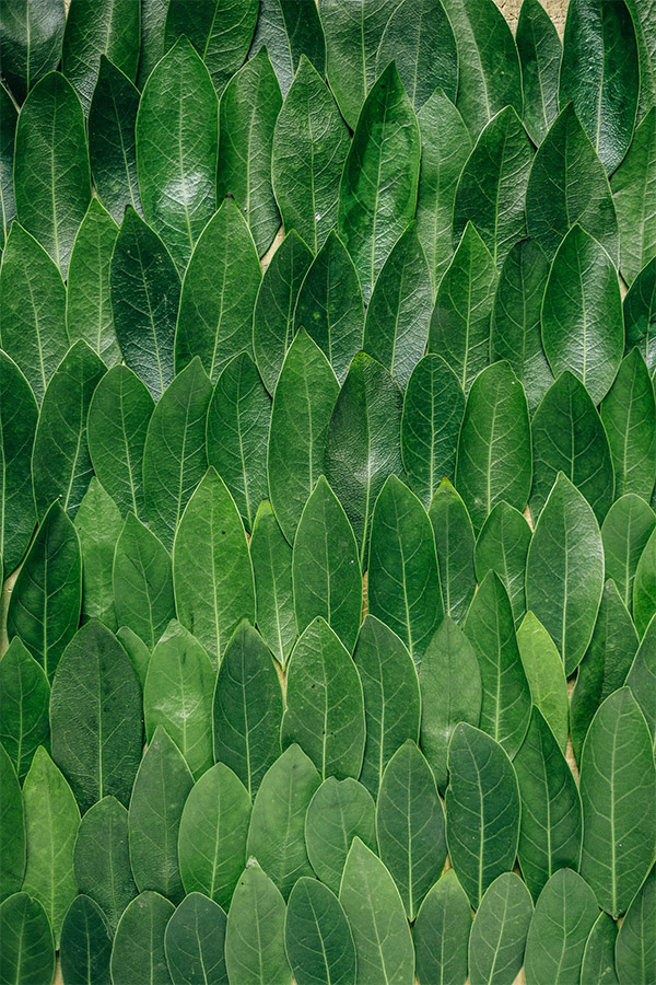 Leaf Pattern by Erol Ahmed