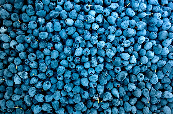 Blueberries by Olga